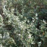 Chile: a Green Desert against Poisons