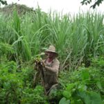 Développement de l’EdC à Cuba