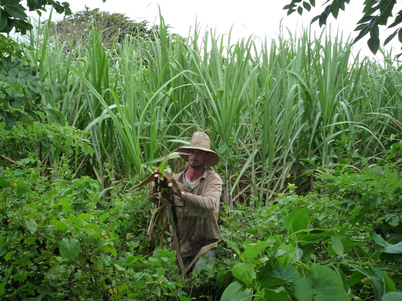 Desarrollo de la EdC en Cuba