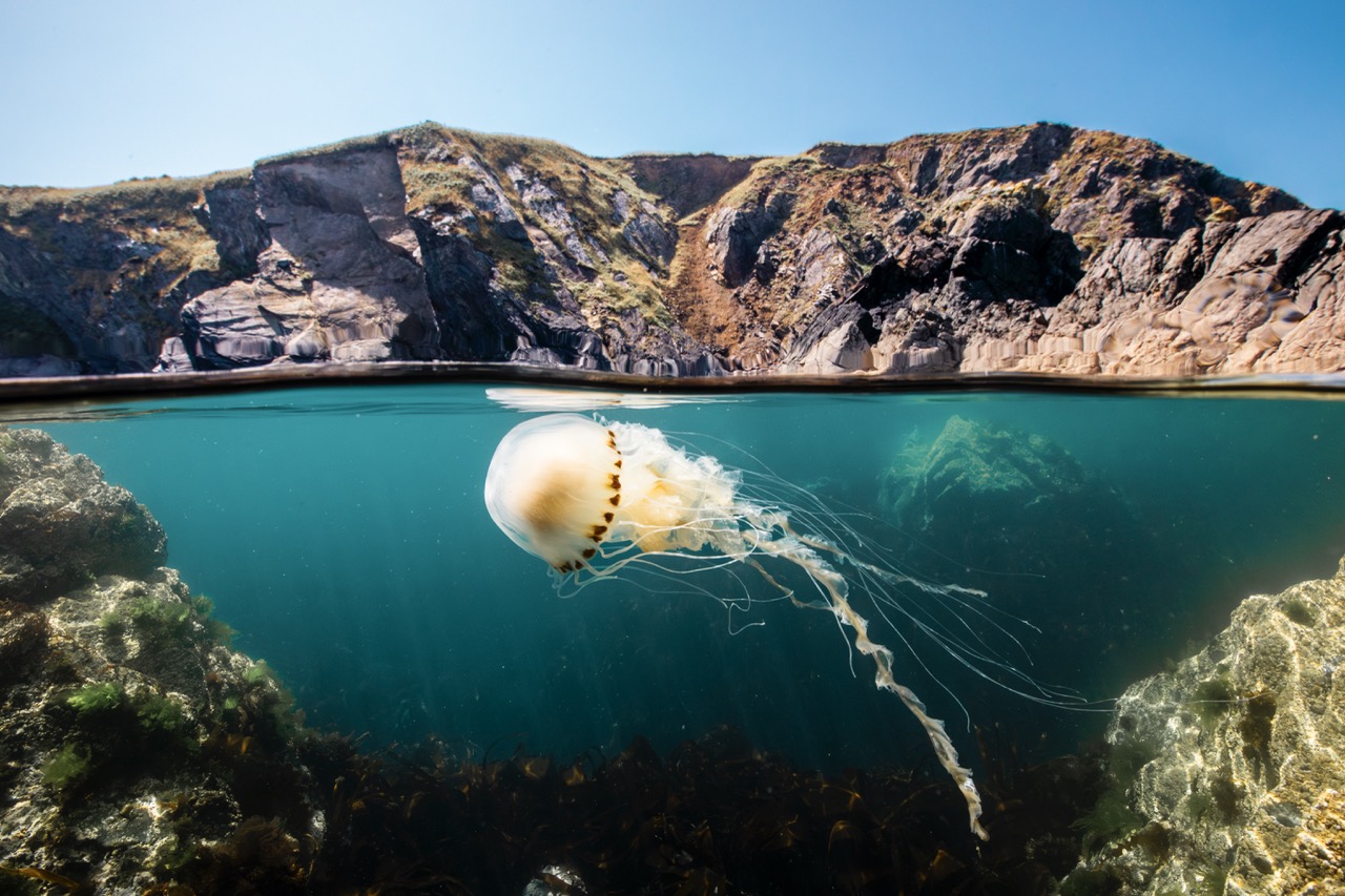A compass jellyfish off the coast of Pembrokeshire, United Kingdom. (Credit: Olly Scholey)