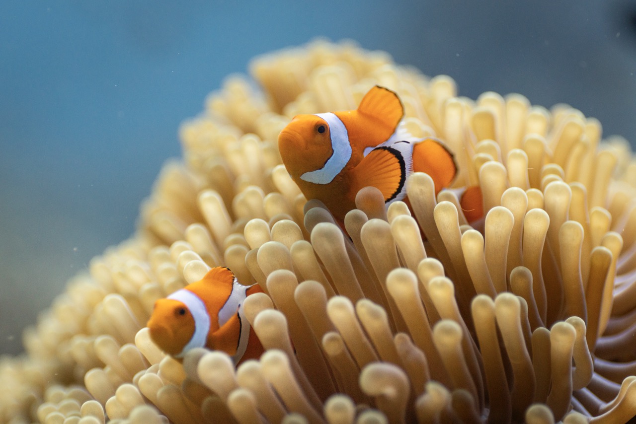 A clown anemonefish on a coral reef in Raja Ampat, Indonesia. (Credit: Olly Scholey)