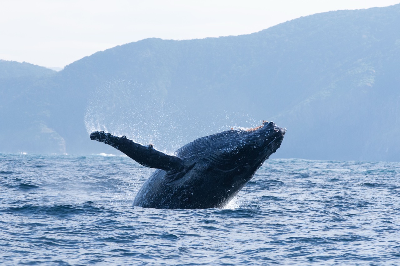 A humpback whale breaches. (Credit: Silverback Films and Open Planet Studios/Steve Benjamin)
