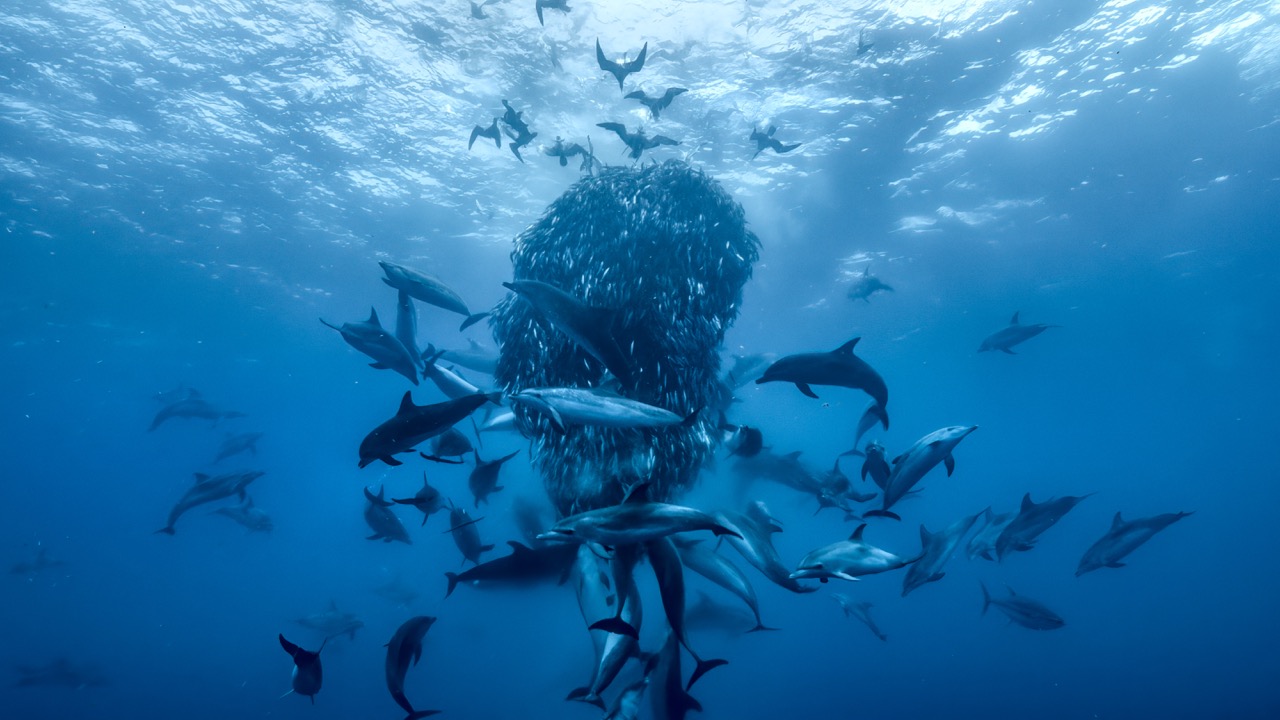 A bait ball in the open ocean near Azores. (Credit: Silverback Films and Open Planet Studios/Doug Anderson)